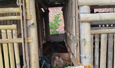 Menggali Potensi Lokal : Peternakan Kambing di Kelurahan Losari, Kabupaten Malang