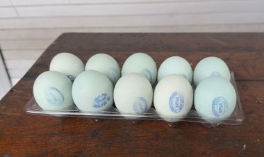 Harga Murah Rp2.500 saja per Butir! Telur Asin PUJA Milik Bapak Taufiq Jadi Unggulan UMKM Losari