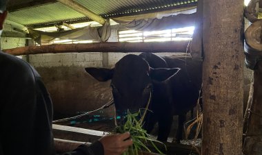 Ketelatenan Pak Sumitro Mengelola Peternakan Sapi Skala Rumah Tangga