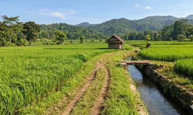 Ketahanan Hijau Losari: Petani Tetap Panen Melimpah Meski Dibayangi Hama Tikus