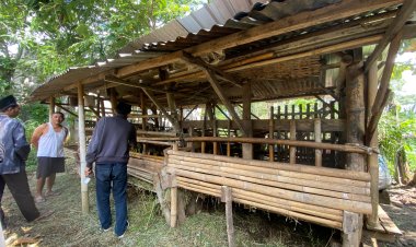 Tekuni Ternak Sejak 2017, Pak Tri Syahyudi Kembangkan Usaha Kambing Gibas
