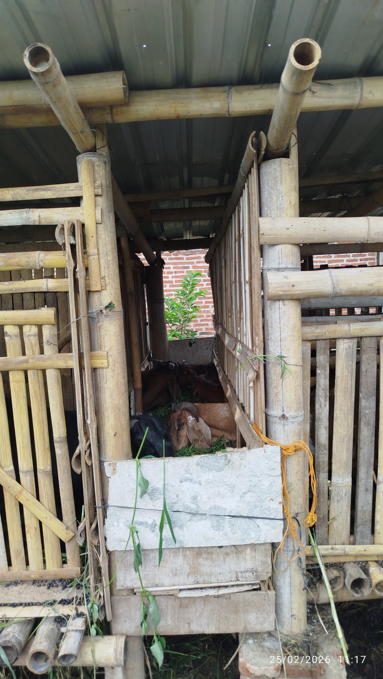 Menggali Potensi Lokal : Peternakan Kambing di Kelurahan Losari, Kabupaten Malang
