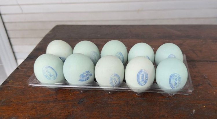 Harga Murah Rp2.500 saja per Butir! Telur Asin PUJA Milik Bapak Taufiq Jadi Unggulan UMKM Losari