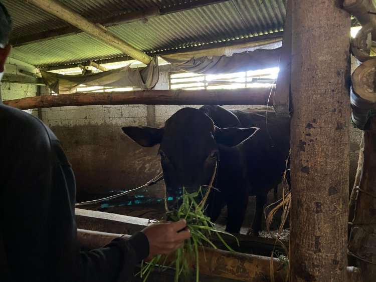 Ketelatenan Pak Sumitro Mengelola Peternakan Sapi Skala Rumah Tangga