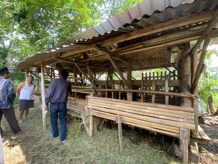 Tekuni Ternak Sejak 2017, Pak Tri Syahyudi Kembangkan Usaha Kambing Gibas