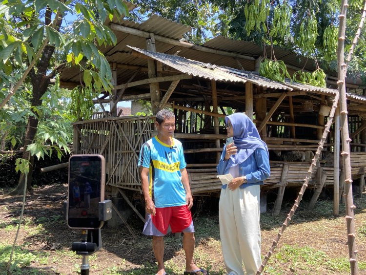 Tekuni Ternak Sejak Lama, Peternak Gibas Losari Bagikan Pengalaman Lewat Podcast